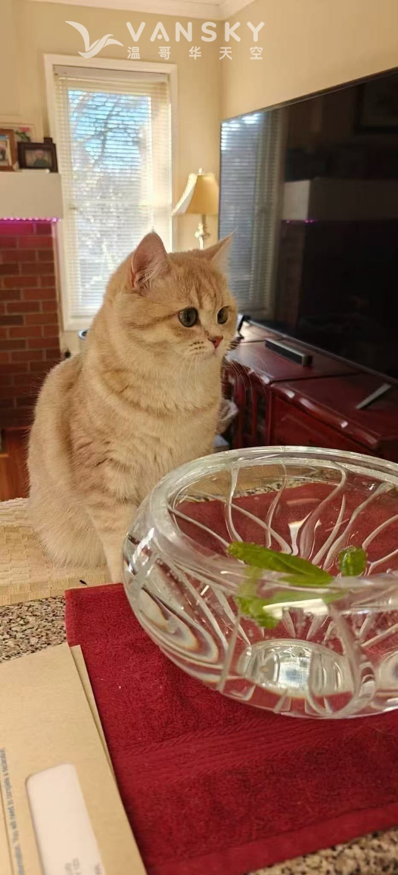 260420131320_mao  mama.jpg